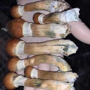 Amazonian Magic Mushrooms