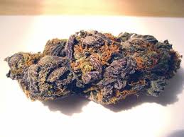 purple kush strain