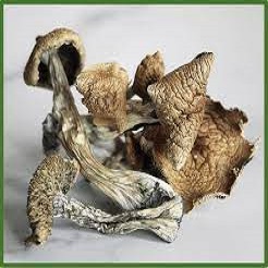 B+ Magic mushrooms
