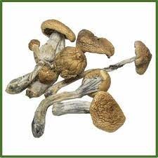 b+magic mushroom