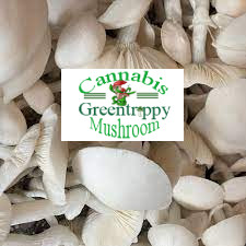 fresh avery mushroom