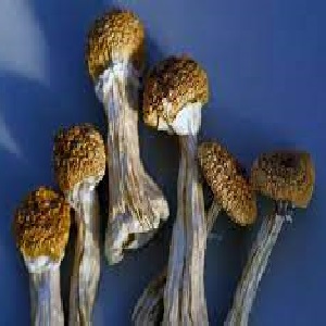 golden teacher mushroom