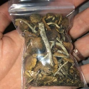 Huautla magic mushroom strain